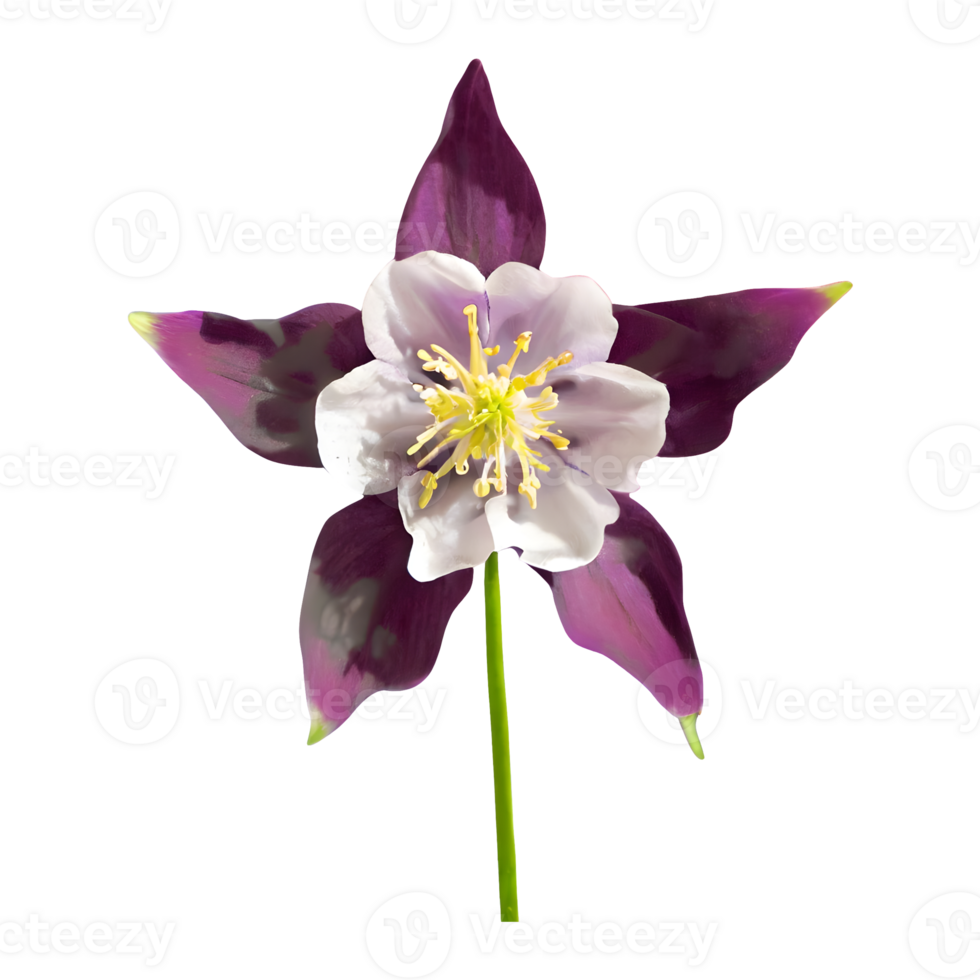 AI generated Columbine flower isolated on transparent background png