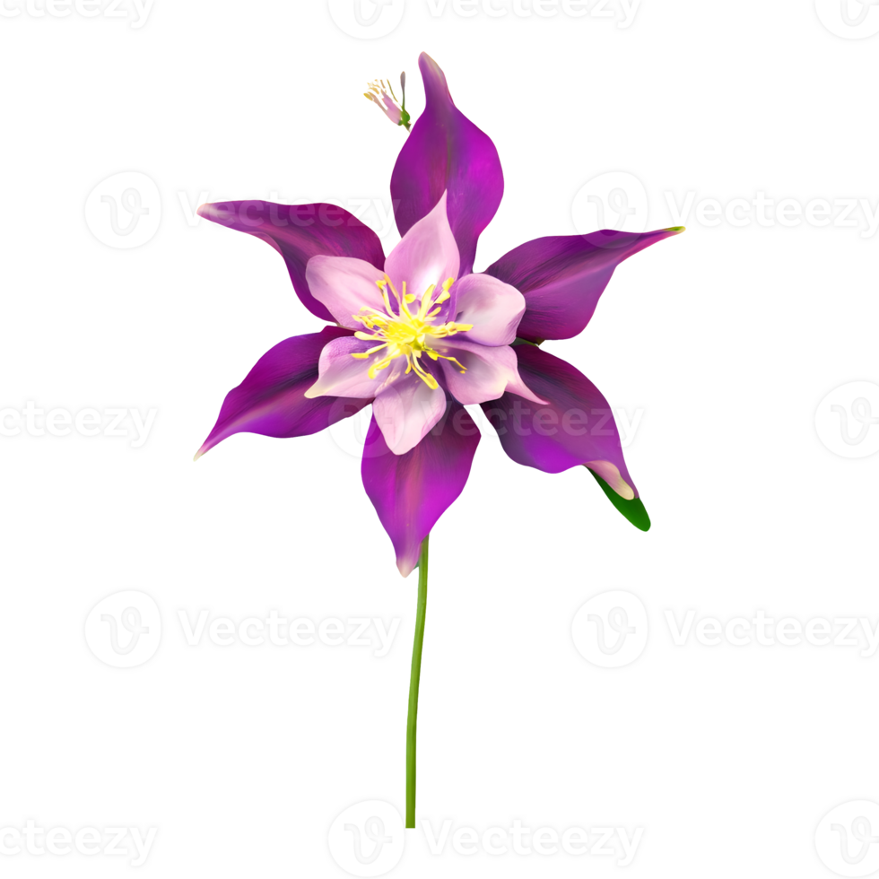 AI generated Columbine flower isolated on transparent background png