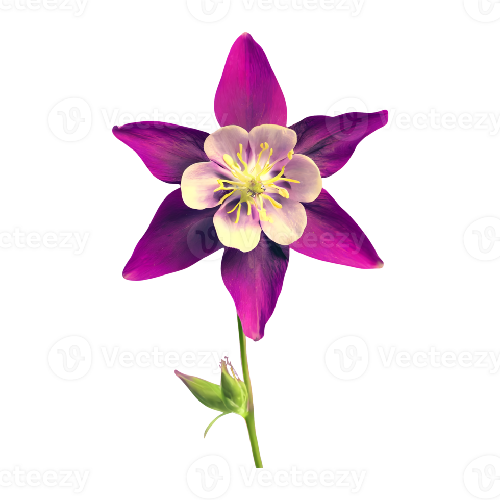 AI generated Columbine flower isolated on transparent background png