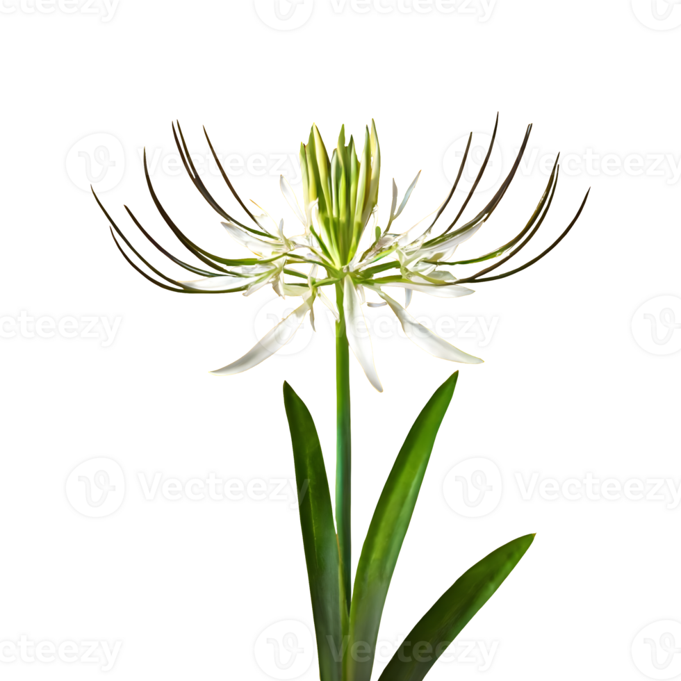 AI generated Spider plant chlorophytum comosum flower isolated on transparent background png