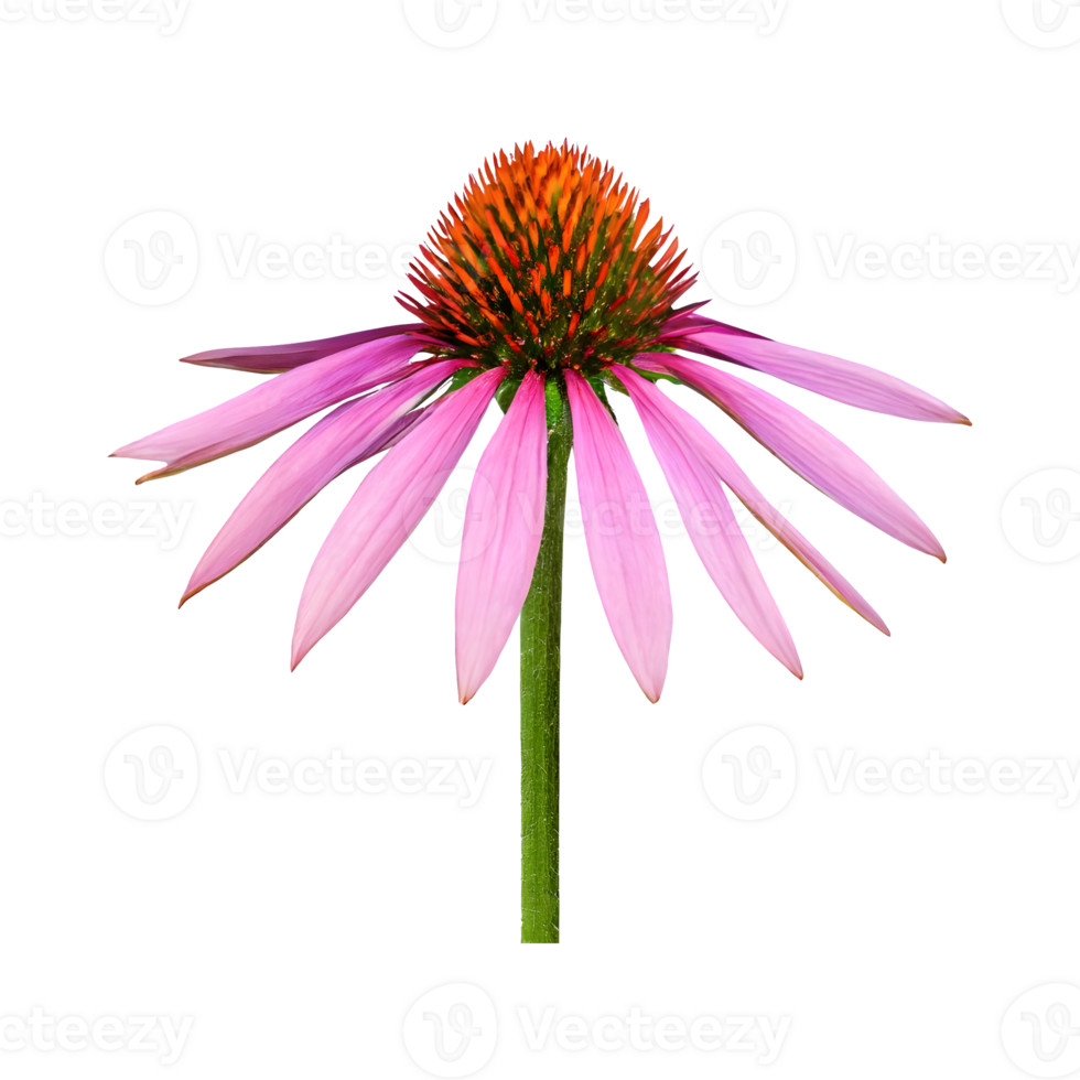 AI generated Echinacea flower isolated on transparent background png