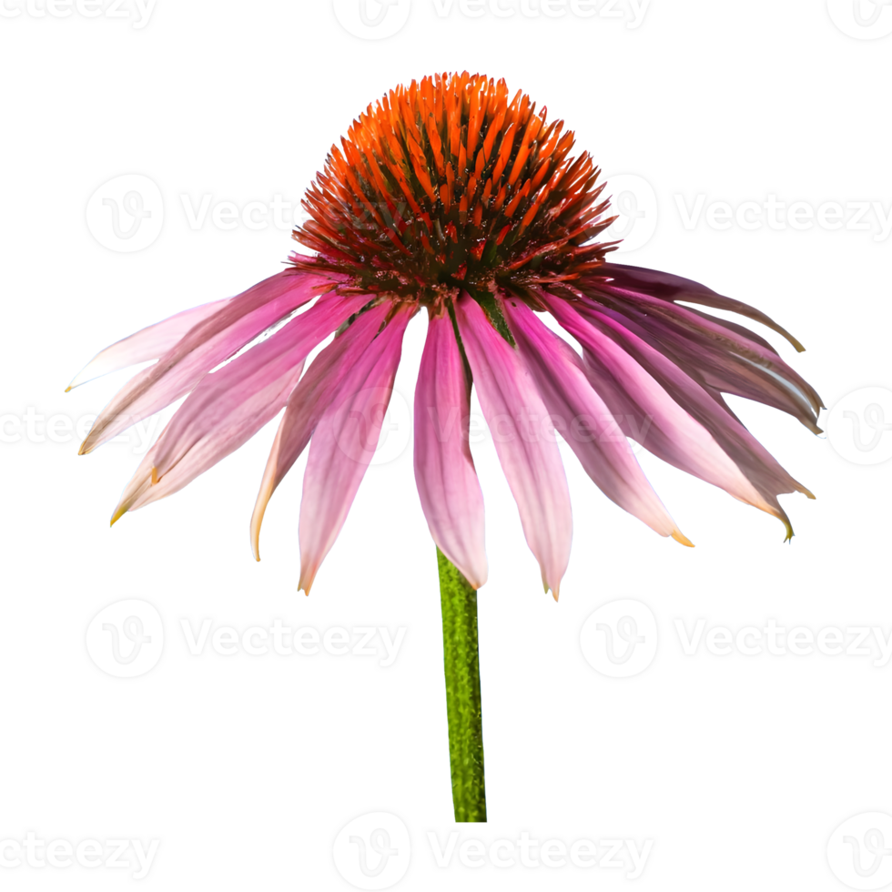 AI generated Echinacea flower isolated on transparent background png