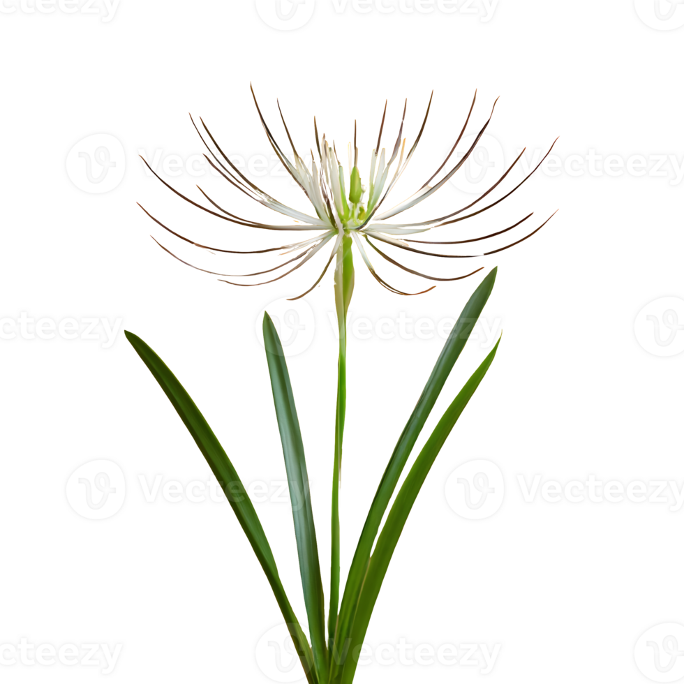 AI generated Spider plant chlorophytum comosum flower isolated on transparent background png