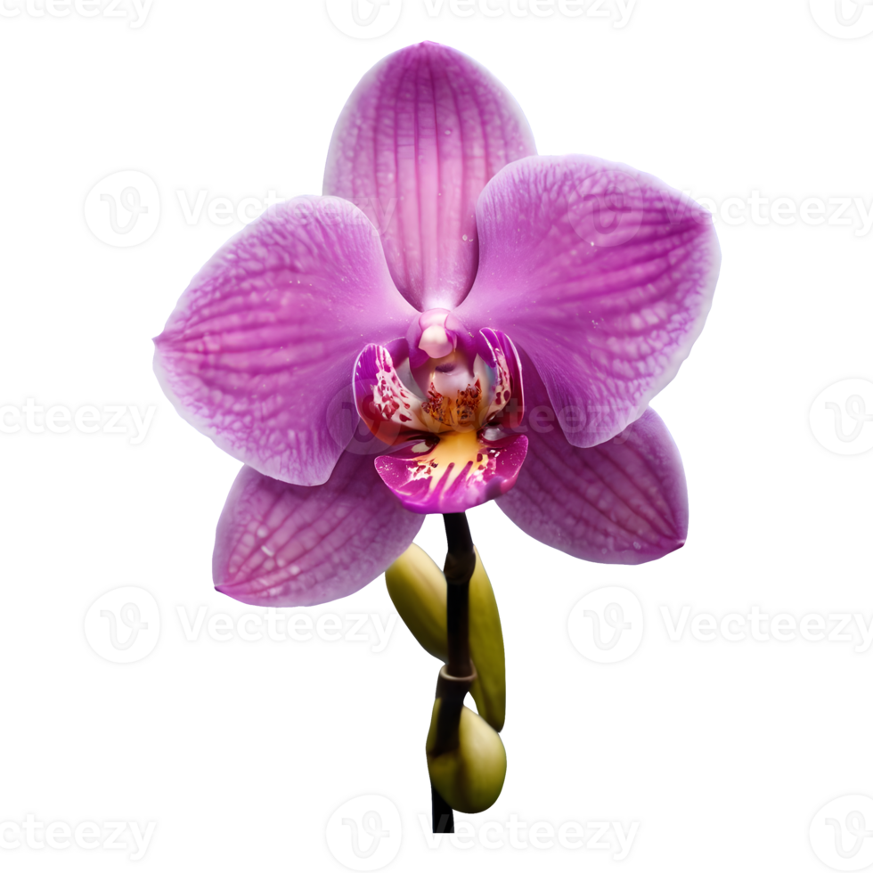 AI generated Isolated pink orchid on transparent background above water png