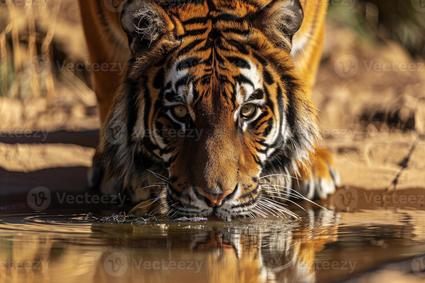 AI generated Tiger drinking water, closeup. Generative AI photo