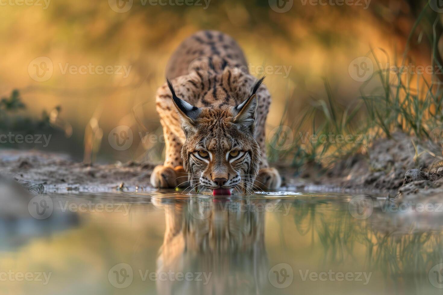 AI generated Eurasian lynx drinking water in natural habitat. Wildlife scene. Generative AI photo