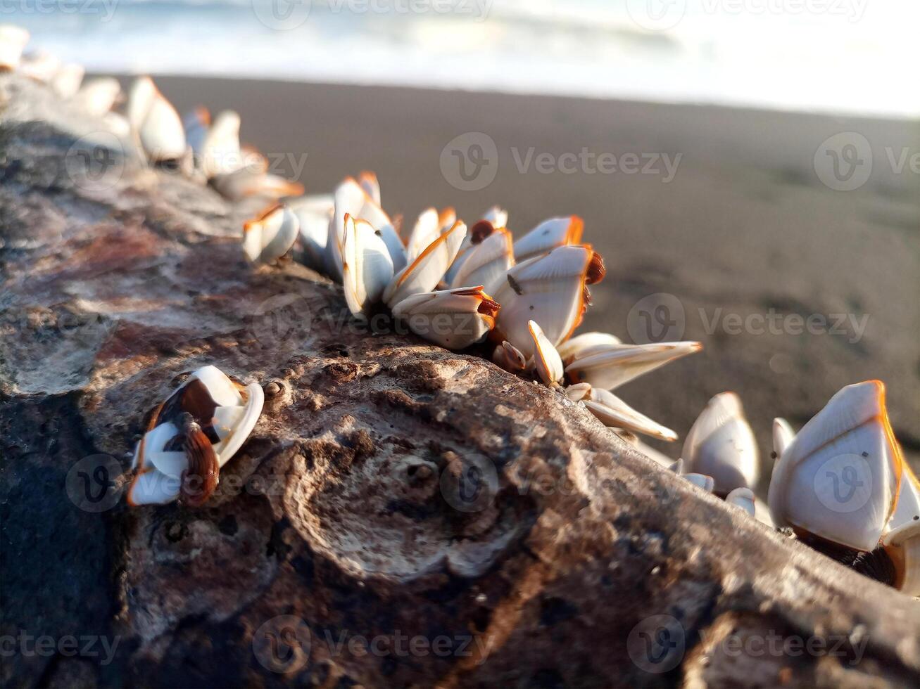 ganso acial son un tipo de almeja ese vive adjunto a rocas, buques, cuerdas o pecio flotante en el mar. foto