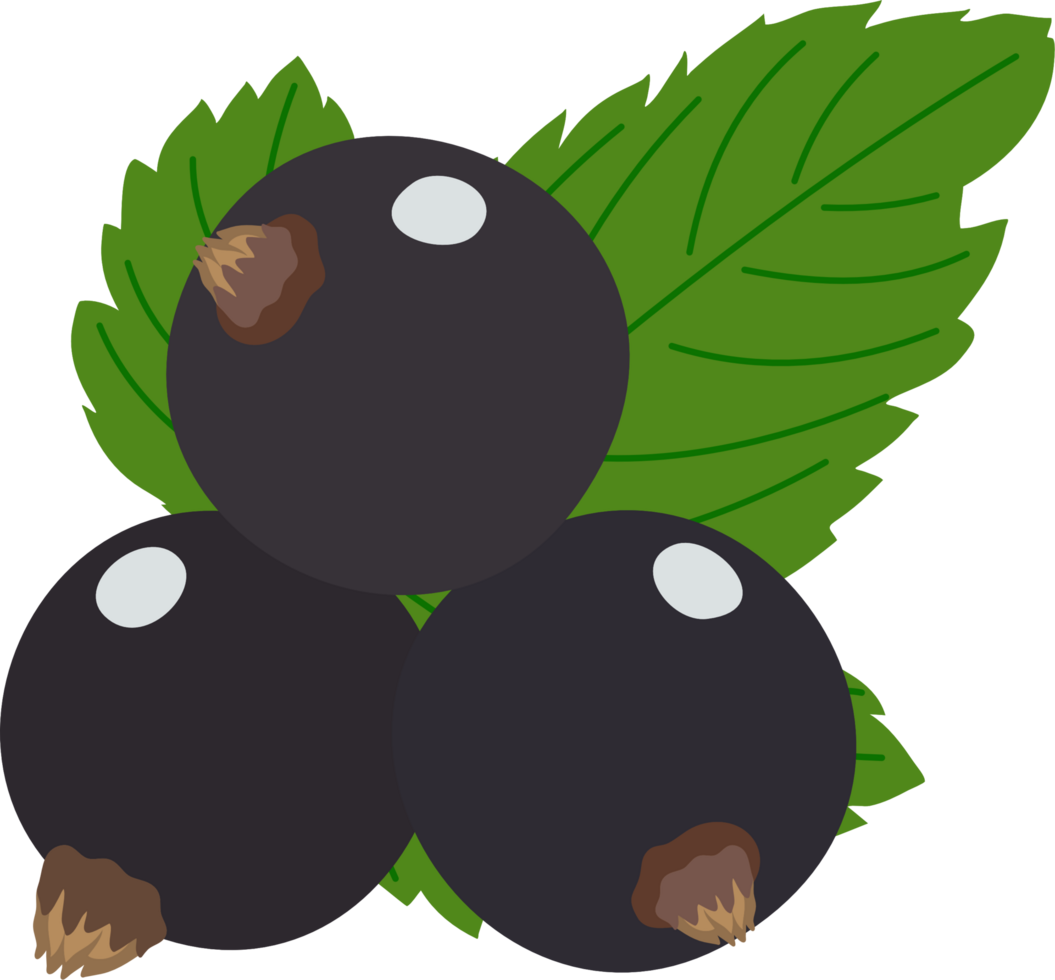 blackccurent cartoon clipart png