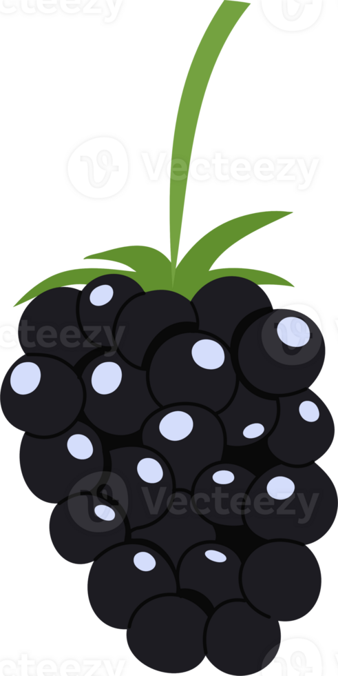 blackberry cartoon clipart png