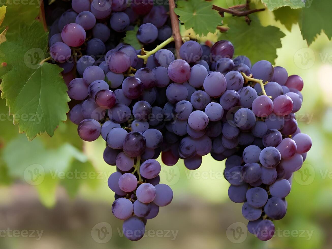 AI generated AI Generative Grape Cluster on the Tree photo
