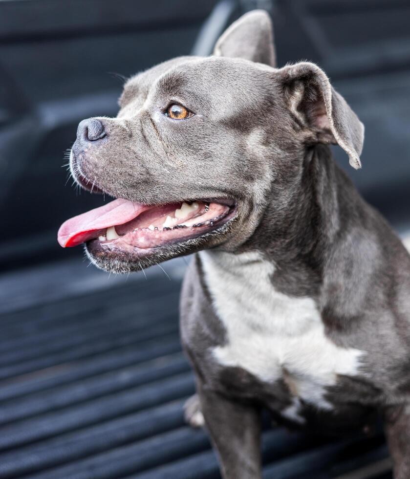 Close-up view of a short, short-legged, gray-haired, white-breasted American dog. photo