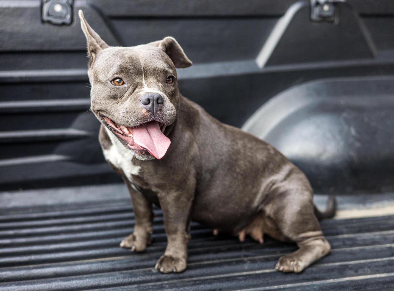 Close-up view of a short, short-legged, gray-haired, white-breasted American dog. photo