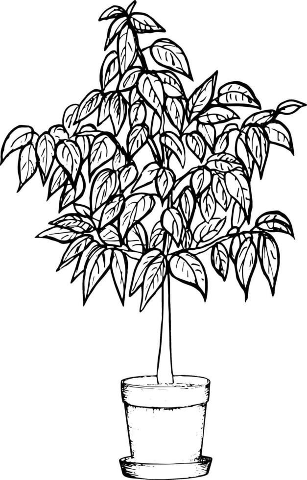 Vector graphic illustration of an avocado tree in a large flower pot,hand drawn avocado tree.