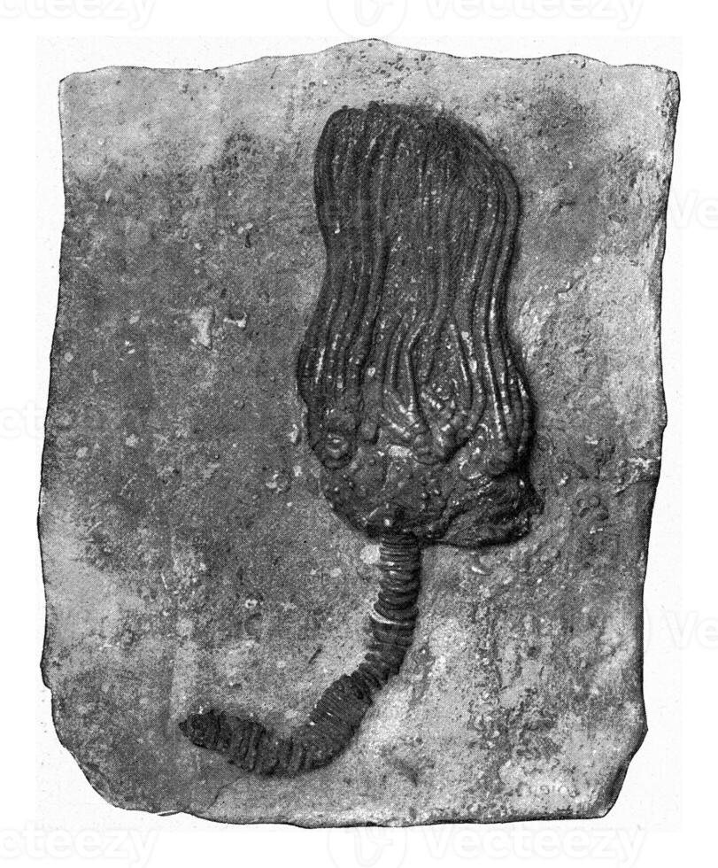 Fossil encrine of American Carboniferous limestone, vintage engraving. photo