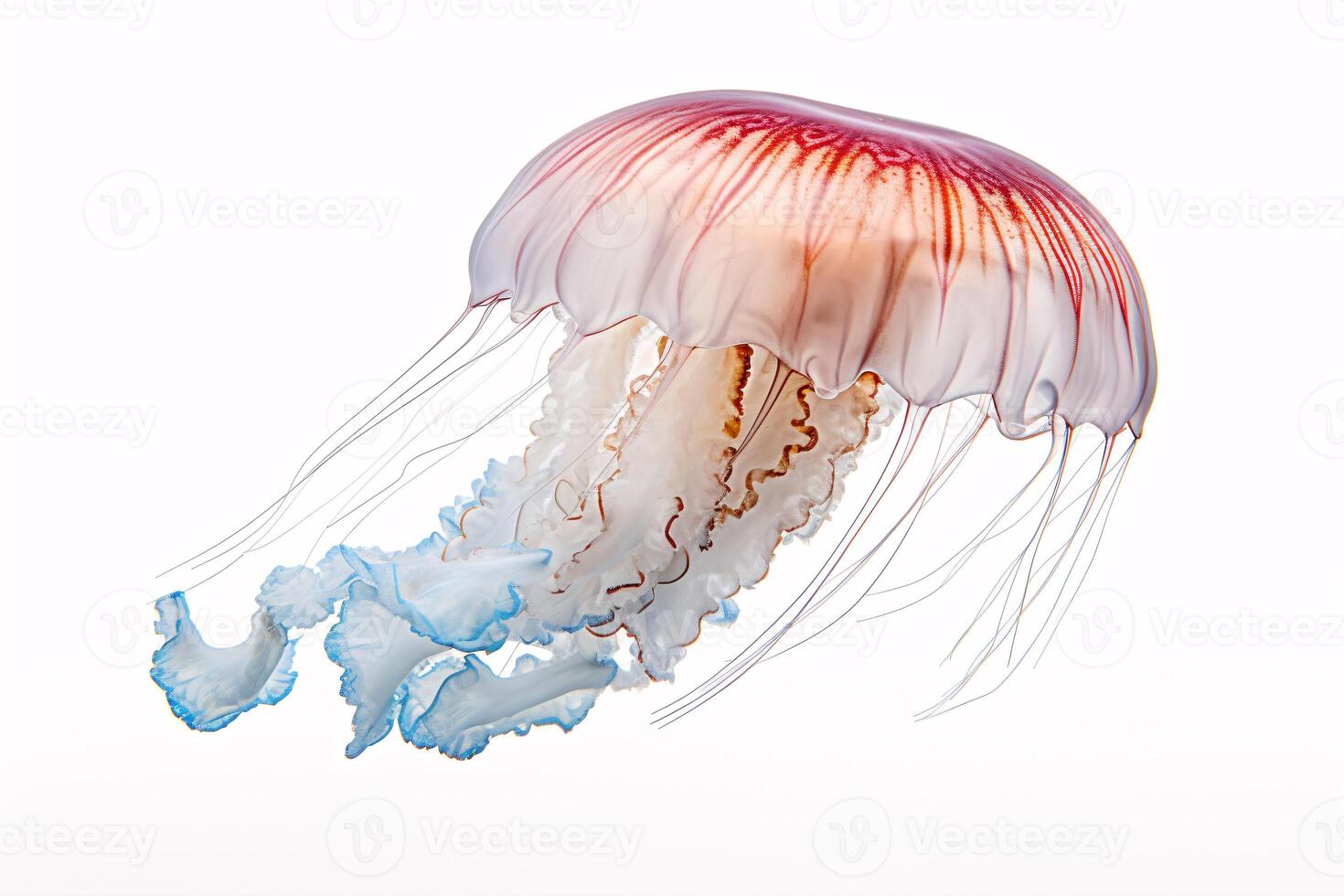 AI generated Isolated Australian Spotted Jellyfish drift on a white canvas. photo