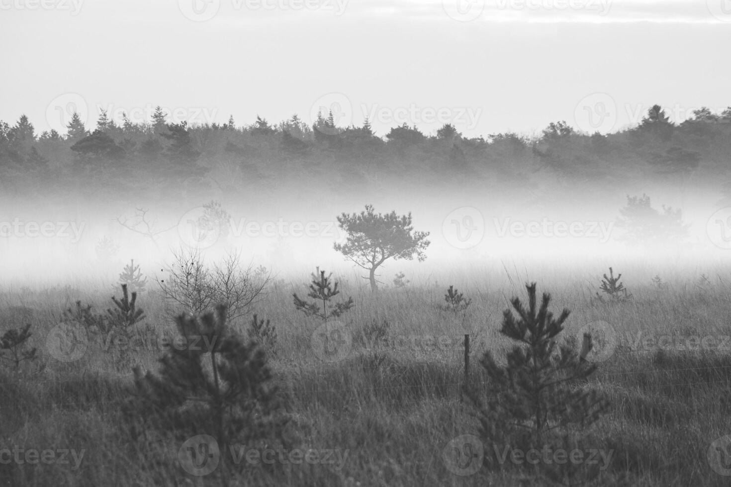 Black and white morning sun illuminates a lone tree standing in the fog at Grenspark Kalmthoutse Heide near Antwerp in northwest Belgium photo