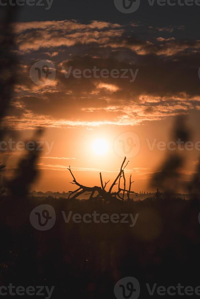 Orange morning sun illuminates the felled trees of Grenspark Kalmthoutse Heide near Antwerp in northwest Belgium photo