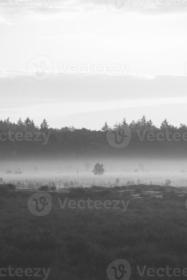 Black and white morning sun illuminates a lone tree standing in the fog at Grenspark Kalmthoutse Heide near Antwerp in northwest Belgium photo