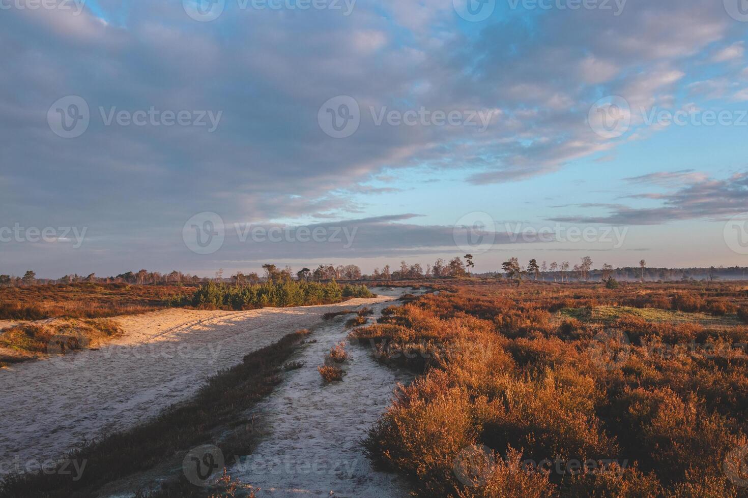 Walk through the wild pastures of Grenspark Kalmthoutse Heide near Antwerp in northwest Belgium. Morning sun illuminating the trail. Sunrise photo
