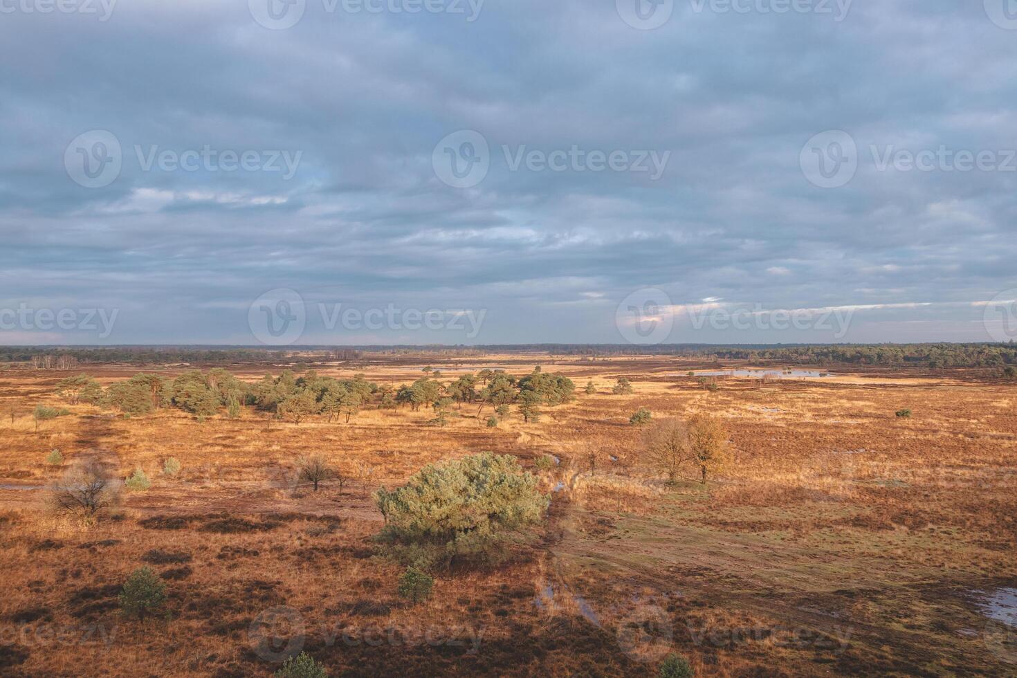 Panoramic view of the Belgian wildlife at Grenspark Kalmthoutse Heide near Antwerp in northwest Belgium photo