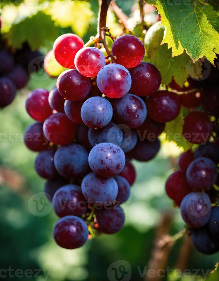 AI generated Ripe red grapes on vineyards in autumn harvest. ai generative photo