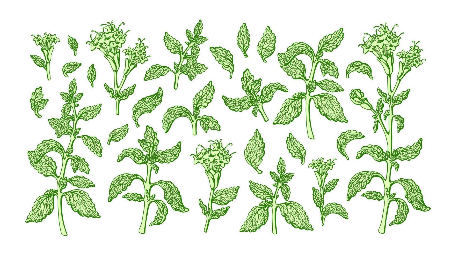 Stevia set. Vector sweetleaf. Organic alternative