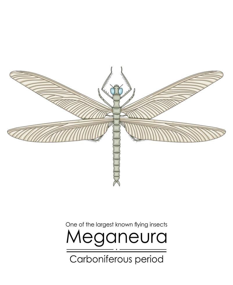 Meganeura, one of the largest known flying insects, vector