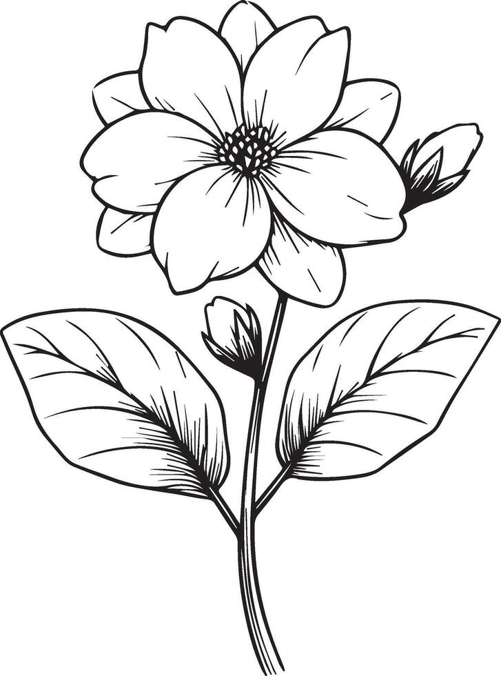 Jasmine flower line drawings, hand painted jasmine wall art, white jasmine flower botanical wall art, simple jasmine drawing, gerdania stock outline drawing, jasminea line art, hand drawn jasmines art vector