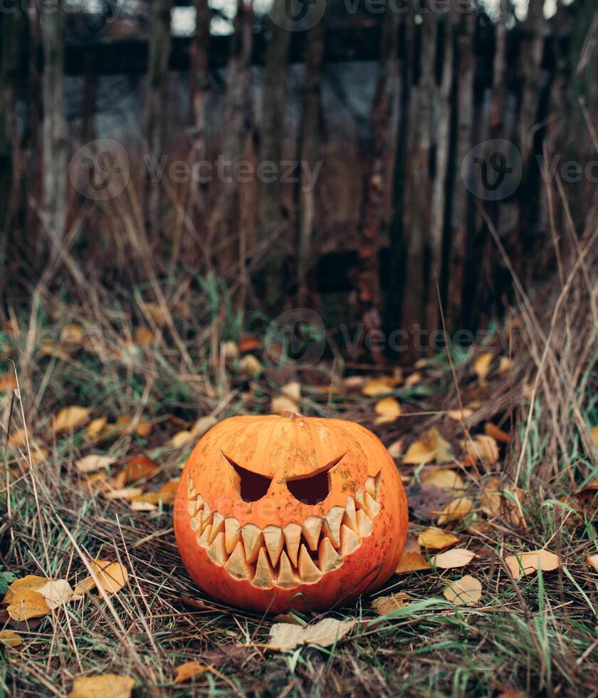 halloween jack-o-lantern with antropomorfic smiling face on autumn leaves Outdoor photo