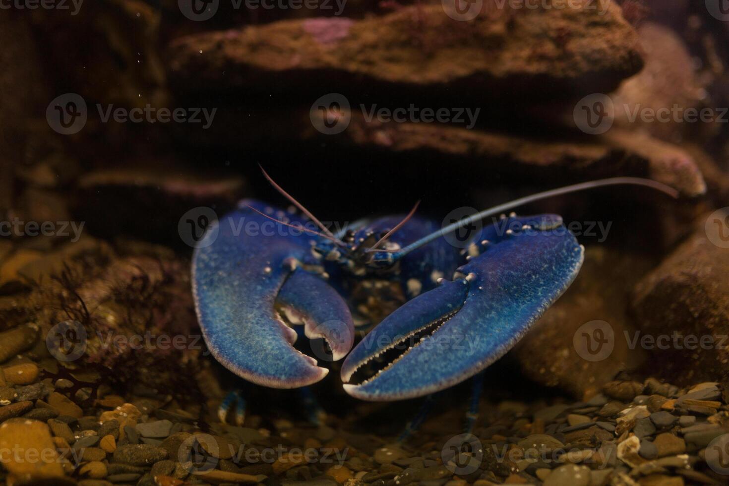 Blue crayfish in aquarium photo