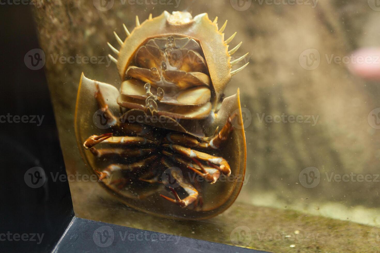 Terrifying Sea Beast Bathynomus giganteus or Giant isopod photo