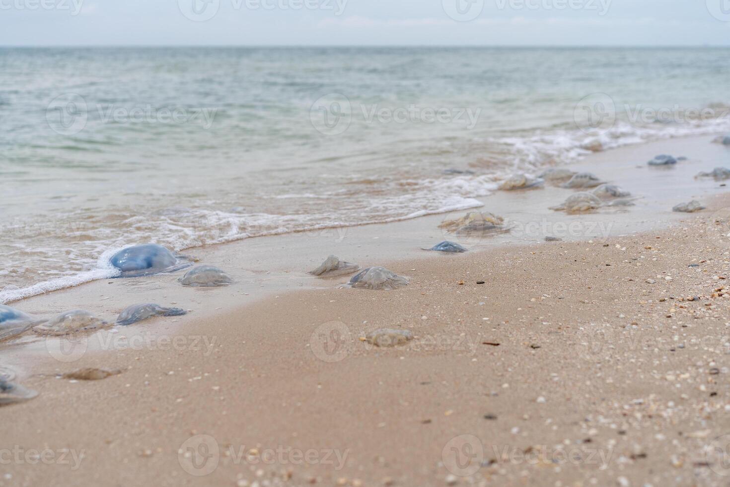 muchos muerto Medusa en mar playa superficial agua cornerot y aurelia Medusa en el arenoso apuntalar y en el agua. foto