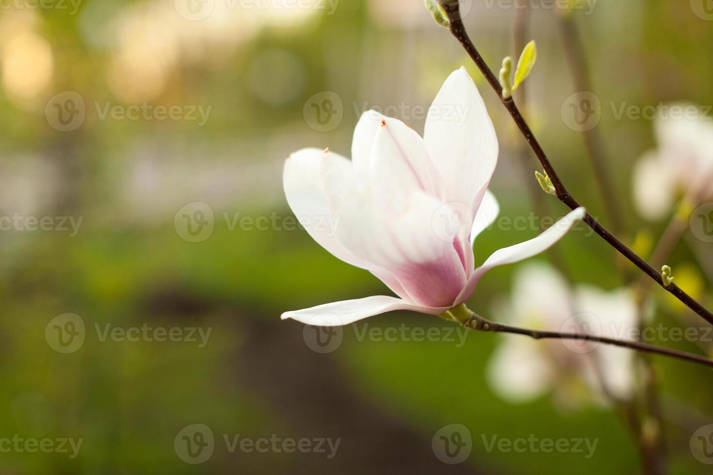 Beautiful close up magnolia flowers. Blooming magnolia tree in the spring. Selective focus.White light spring floral photo background