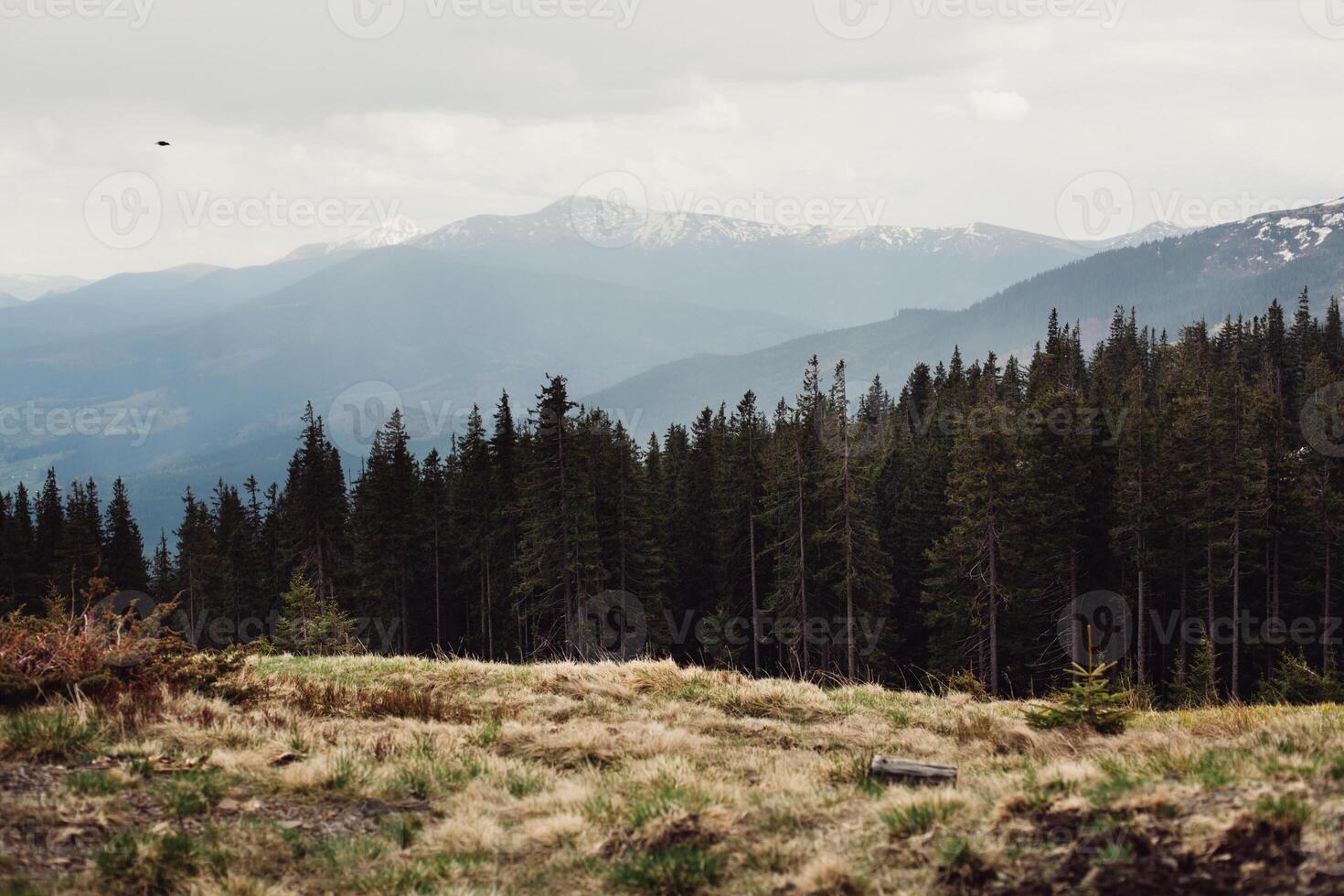 landscape in mountains Carpathians Ukraine photo