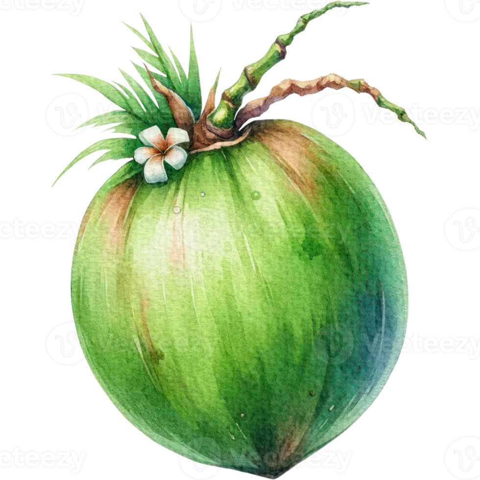 ai généré noix de coco , vert noix de coco semi-réel illustration aquarelle style isoler png