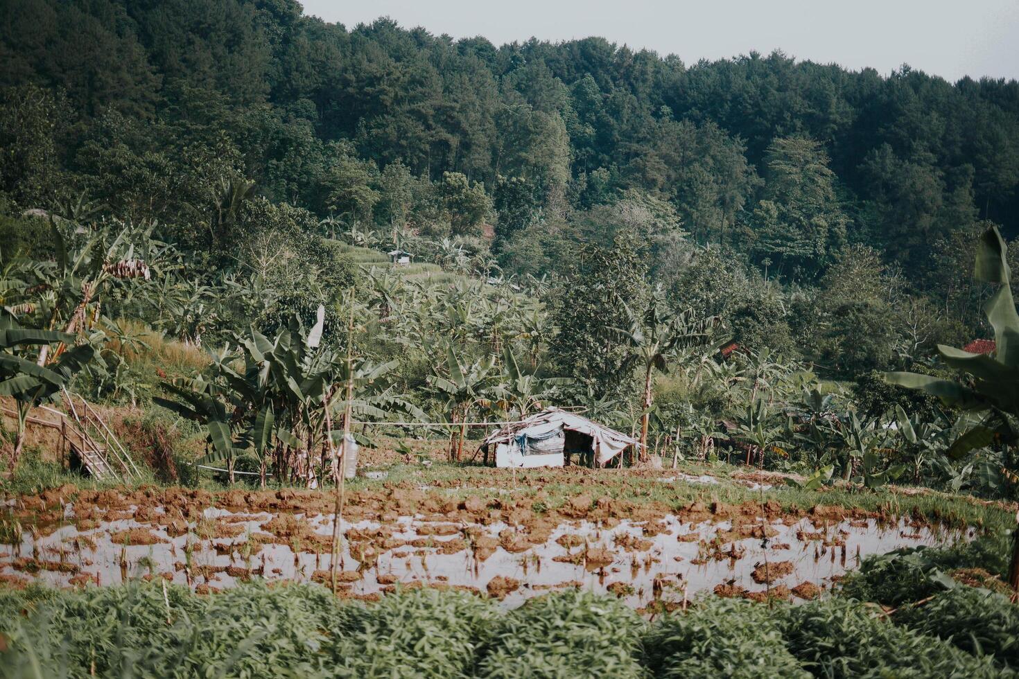 Sentul, Bogor, Indonesia, 2023 - Explore Sentul Bogor Spectacular Waterfalls and Forest Trails. A Hiking Adventure with Friends in Gunung Pancar. Stunning Photography - Wonderful Indonesia photo