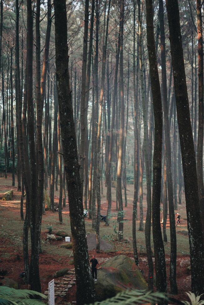 sentul, bogor, Indonesia, 2023 - explorar sentul bogor espectacular cascadas y bosque caminos. un excursionismo aventuras con amigos en Gunung pancar. maravilloso fotografía - maravilloso Indonesia foto