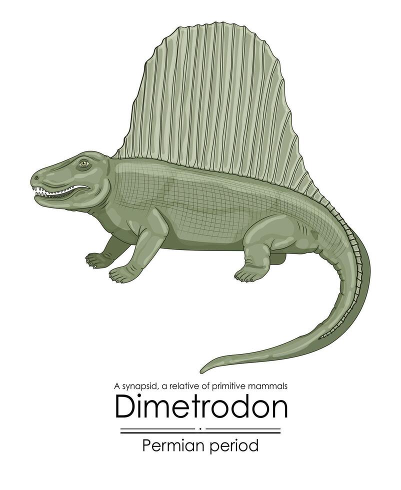 Dimetrodon, one of the earliest relatives of mammals vector