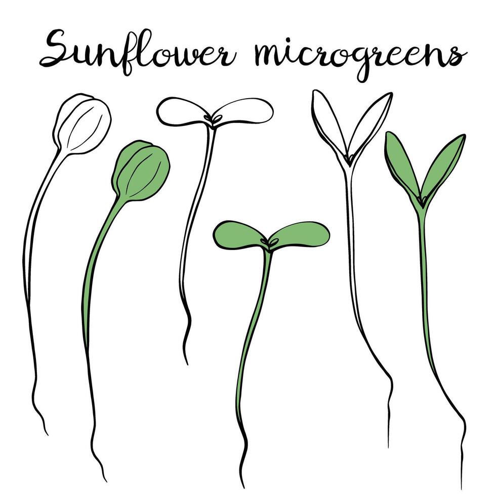 Sunflower microgreens vector hand drawn illustration. Contour and green plant. Sprouts of sunflower plant. Set for design menu, logo, packaging of proper nutrition, microelements, healthy lifestyle