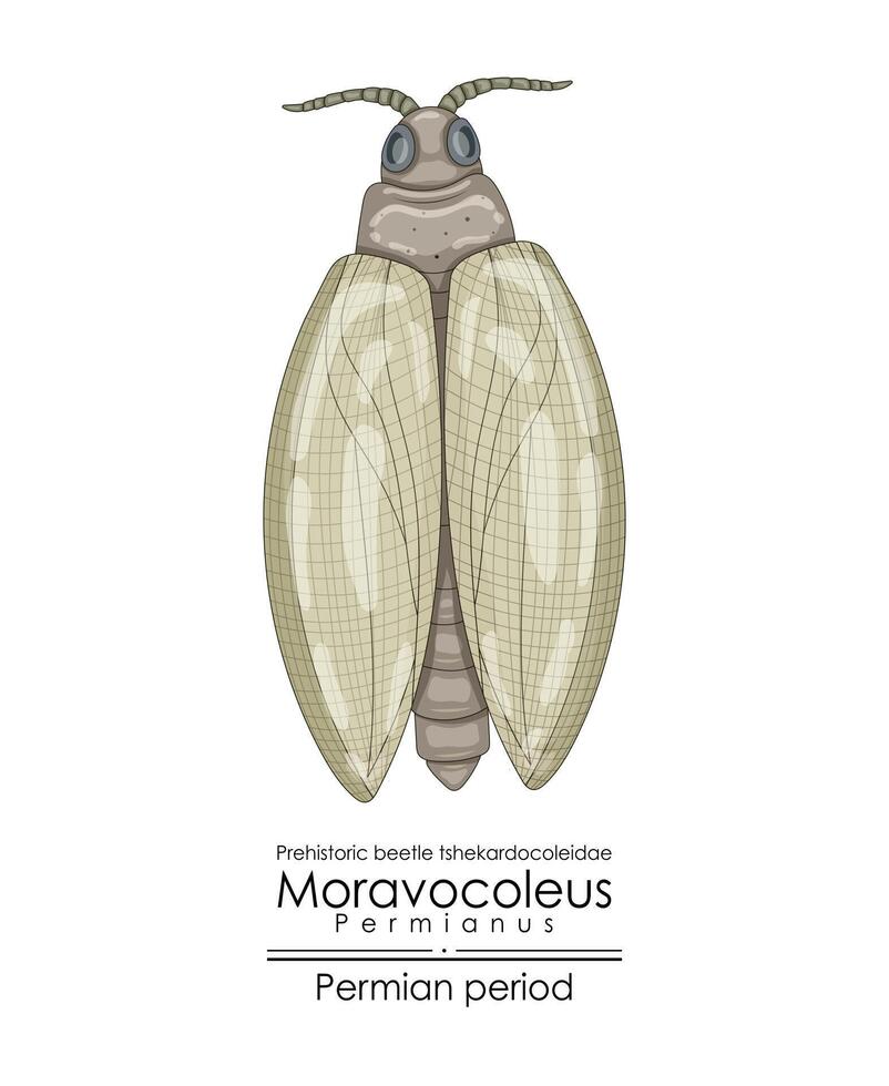 Moravocoleus permianus, a Permian period prehistoric beetle vector