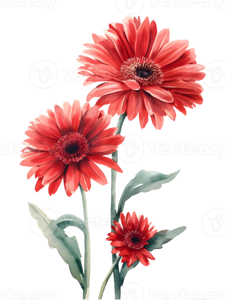 AI generated Gerbera Daisies flower Minimal watercolor on white background png