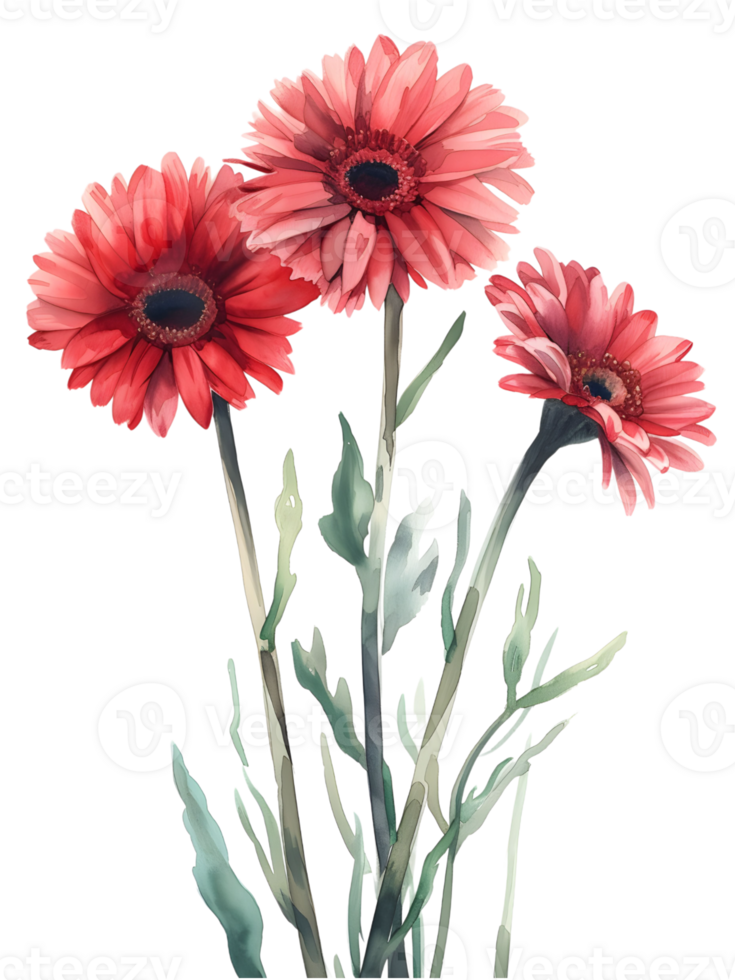 AI generated Gerbera Daisies flower Minimal watercolor on white background png