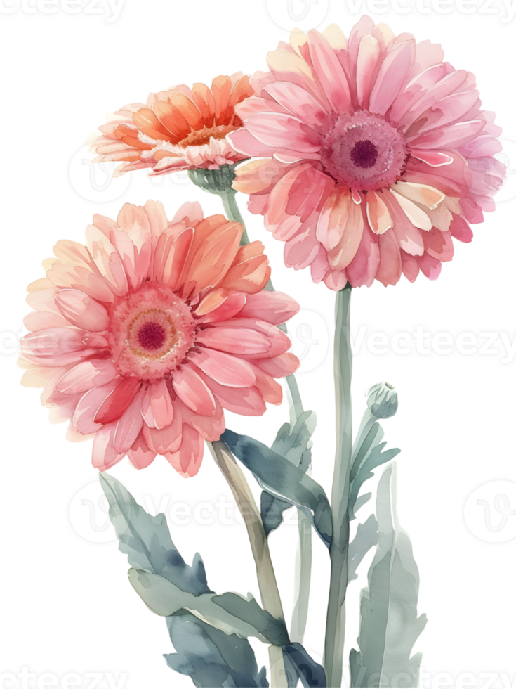 AI generated Gerbera Daisies flower Minimal watercolor on white background png