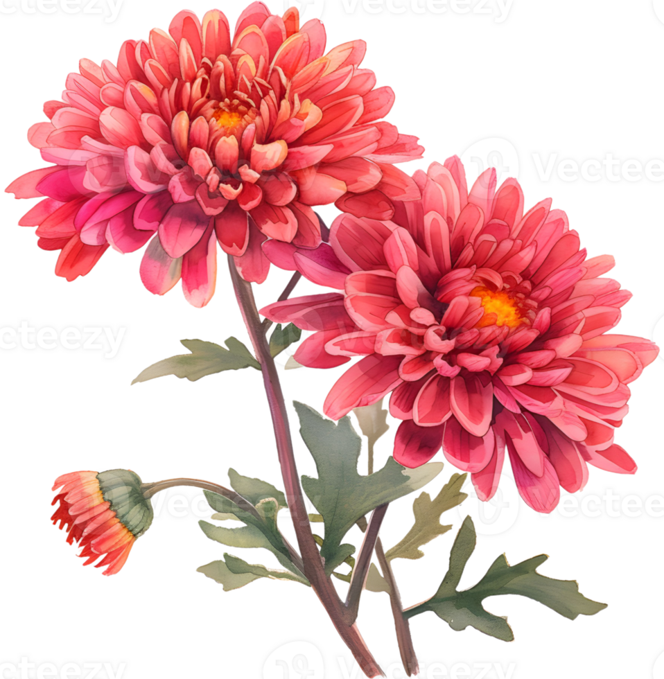 ai generado acuarela ramo de flores crisantemo, noviembre nacimiento mes flor, diseño para huellas dactilares y tarjetas png