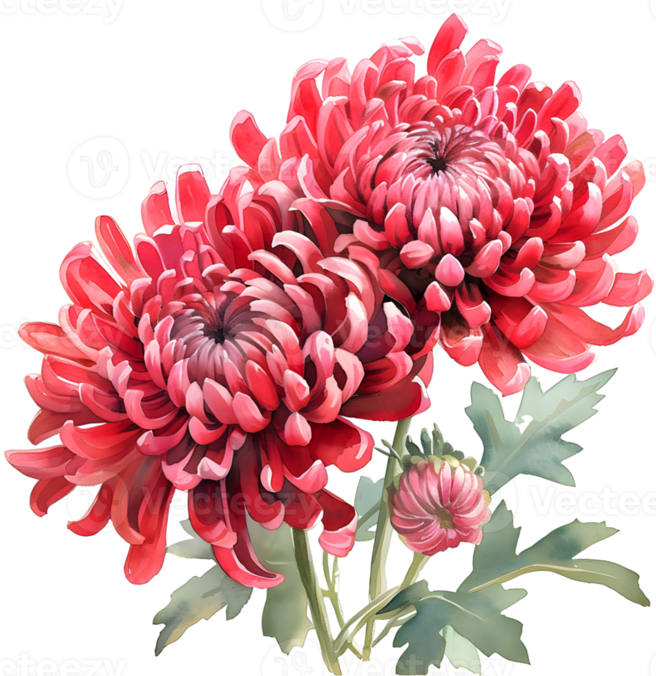 AI generated Watercolor bouquet chrysanthemum, november birth month flower, design for prints and cards png