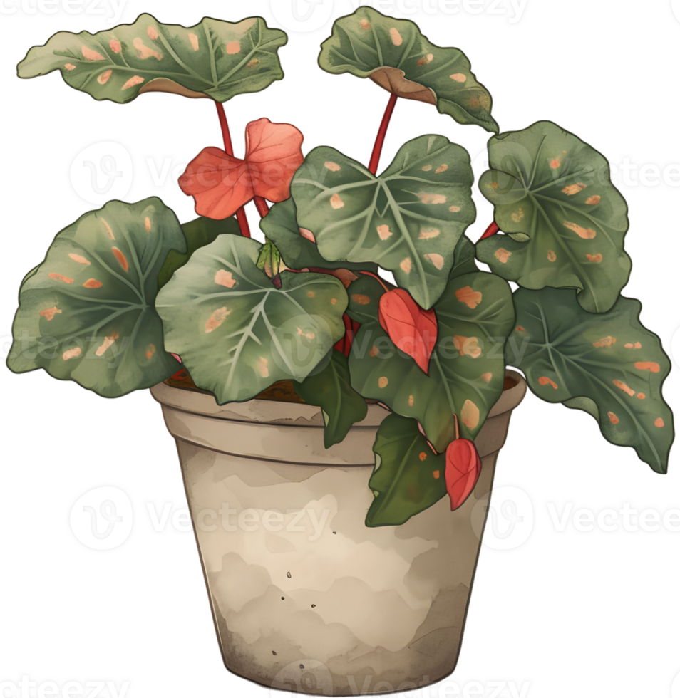 AI generated painted leaf begonia that thrives in a pot which is a decoration in a restaurant with a garden concept png