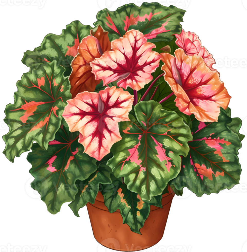 AI generated painted leaf begonia that thrives in a pot which is a decoration in a restaurant with a garden concept png