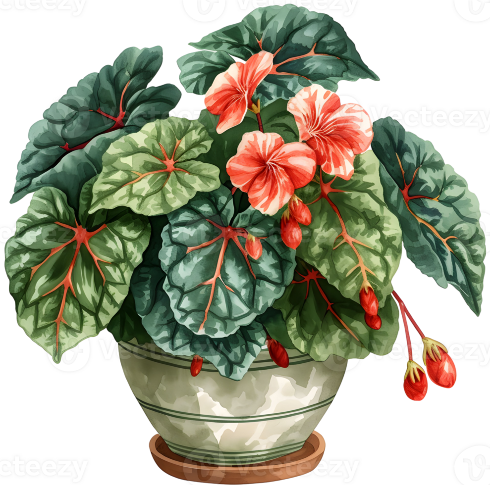 AI generated painted leaf begonia that thrives in a pot which is a decoration in a restaurant with a garden concept png