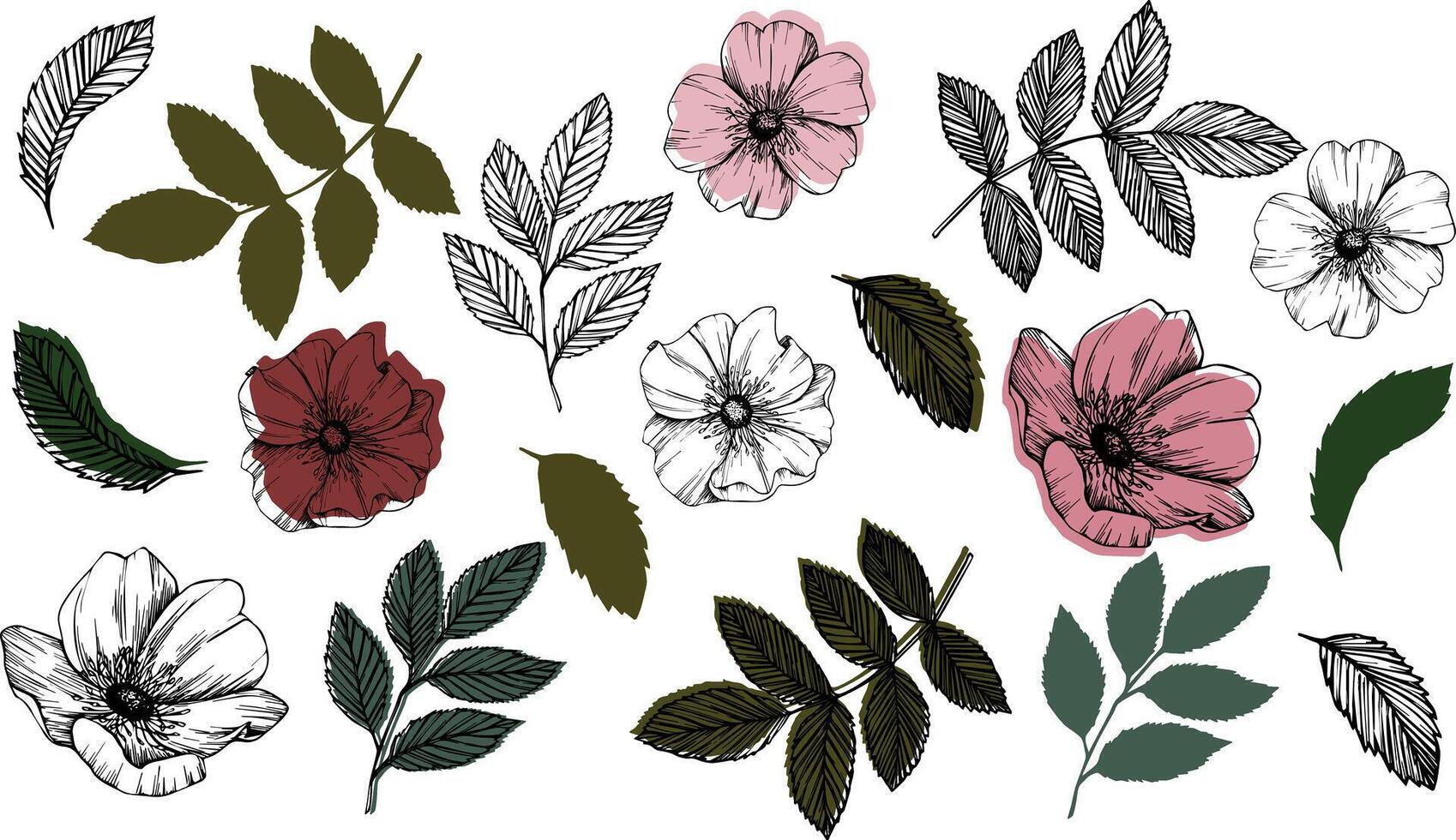 Rose hip, dog-rose. Vector Wild rose flowers , medicinal herb line art drawing. Outline graphic illustration with white and colored backing. sketch for logo, tattoo, wedding design