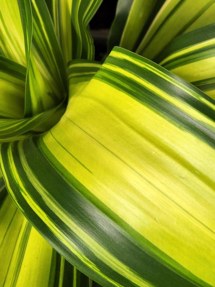 Dracaena Kopst. Leaves of a houseplant. Background of Dracaena leaves photo